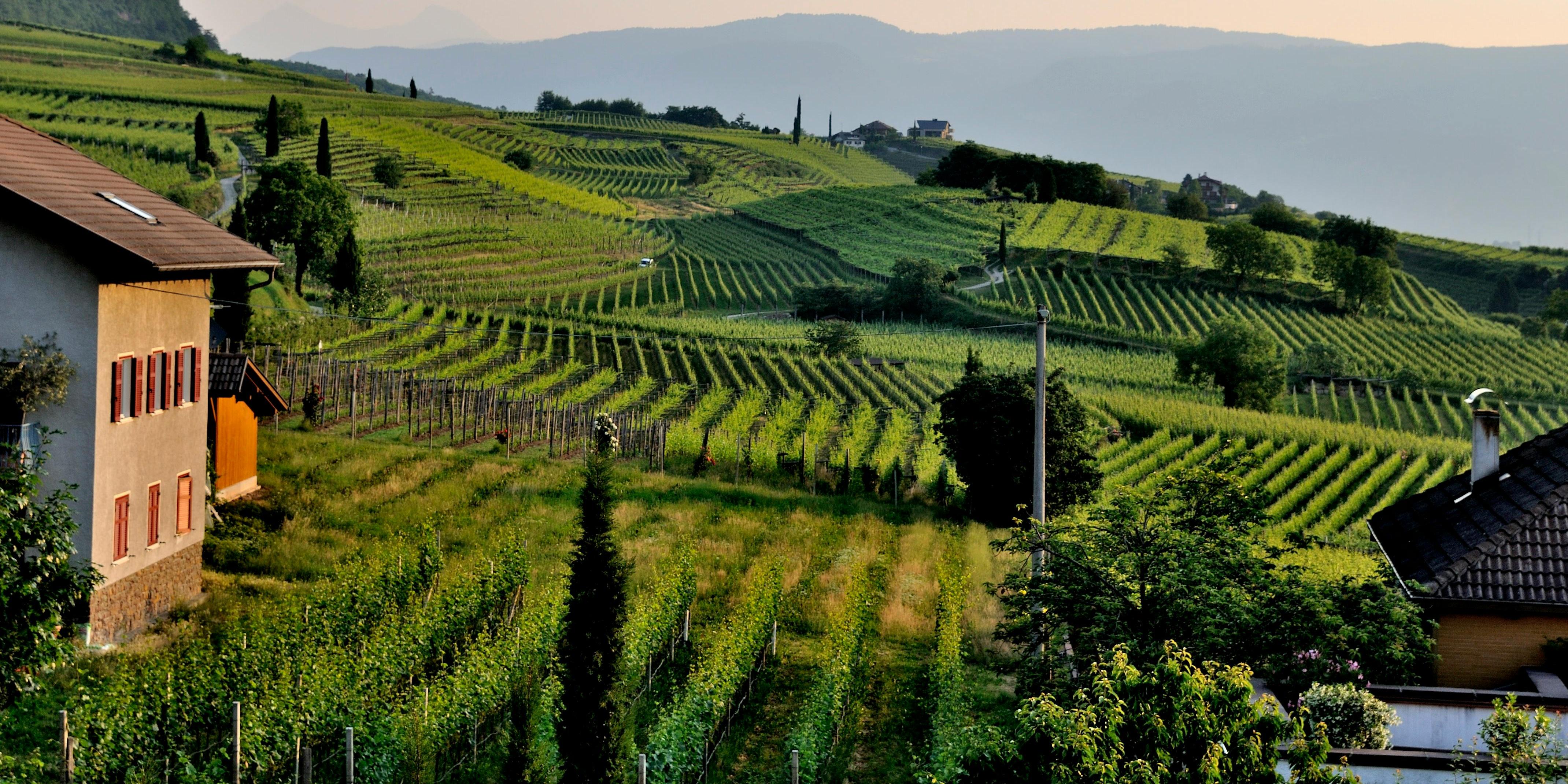 Vineyard wine club
